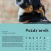 Psi kalendarz literacki. Bezdomniaki z Rytlowa 2020